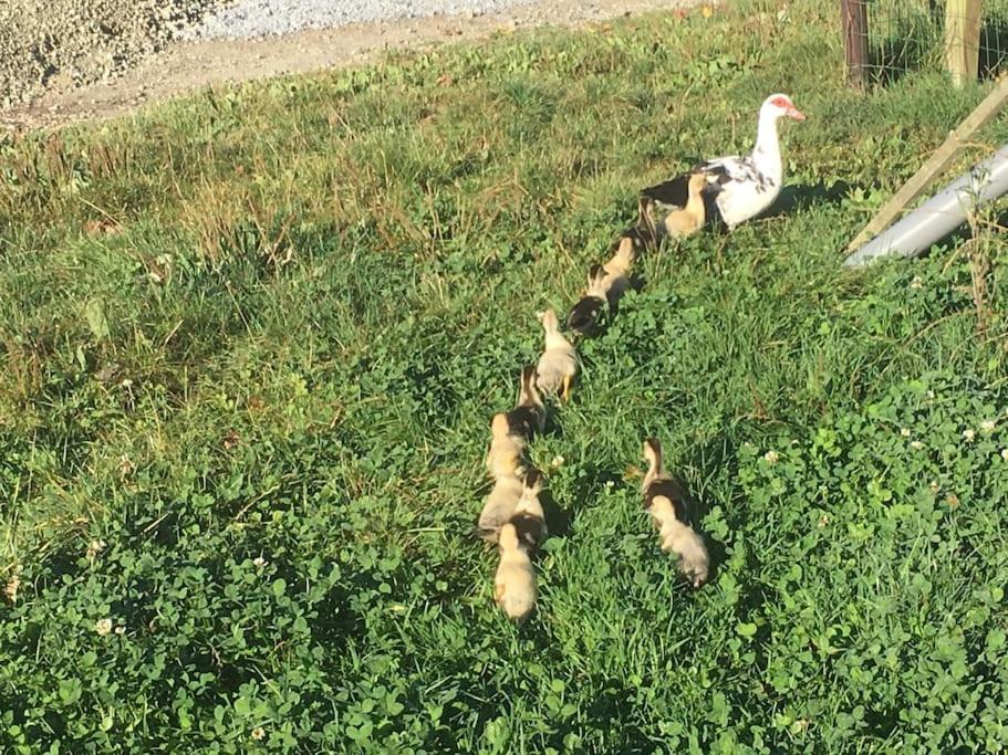Gite A La Ferme, Au Coeur Du Mene Laurenan Zewnętrze zdjęcie